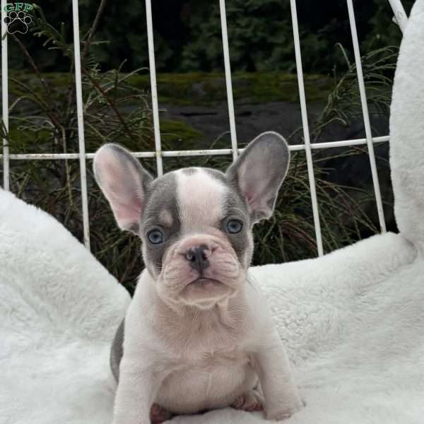Gino, French Bulldog Puppy