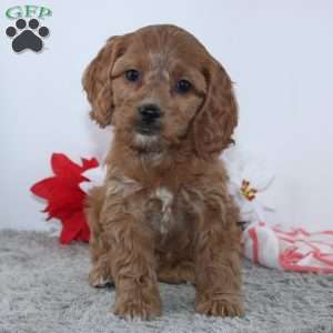 Geneva, Cockapoo Puppy