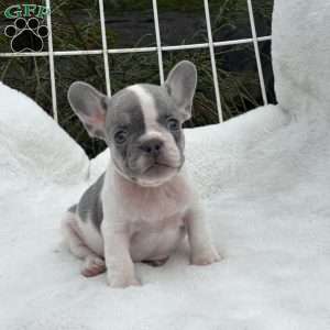 Gala, French Bulldog Puppy