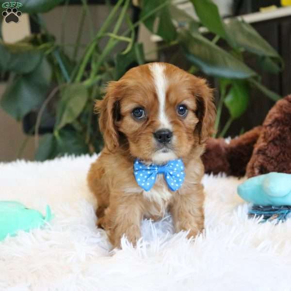 Cash, Cavalier King Charles Spaniel Puppy