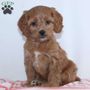 Geneva, Cockapoo Puppy