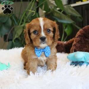 Cash, Cavalier King Charles Spaniel Puppy