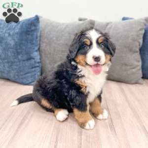 Abby, Bernese Mountain Dog Puppy