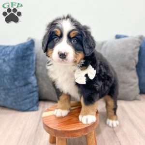 Abby, Bernese Mountain Dog Puppy