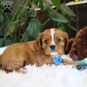 Cash, Cavalier King Charles Spaniel Puppy