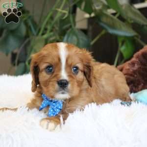 Cash, Cavalier King Charles Spaniel Puppy