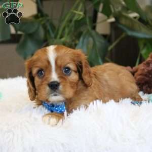 Cash, Cavalier King Charles Spaniel Puppy