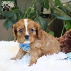 Cash, Cavalier King Charles Spaniel Puppy