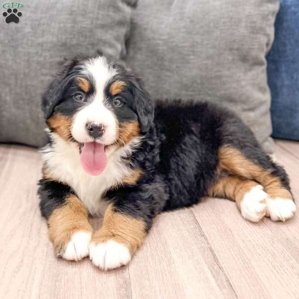 Abby, Bernese Mountain Dog Puppy