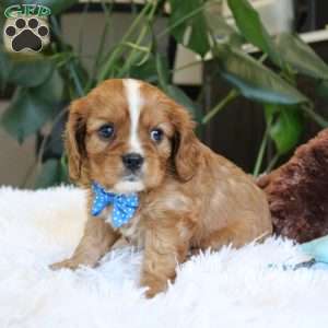 Cash, Cavalier King Charles Spaniel Puppy
