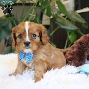 Cash, Cavalier King Charles Spaniel Puppy