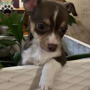 Tianna, Rat Terrier Puppy