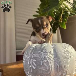 Tianna, Rat Terrier Puppy