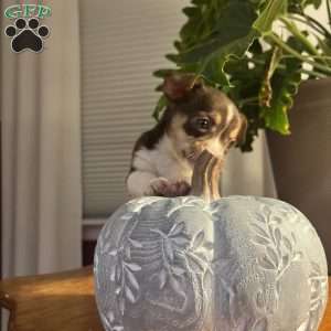 Tianna, Rat Terrier Puppy