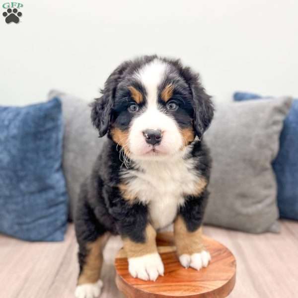 Nyxon, Bernese Mountain Dog Puppy