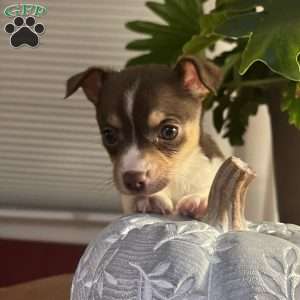 Tianna, Rat Terrier Puppy