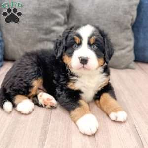 Nyxon, Bernese Mountain Dog Puppy
