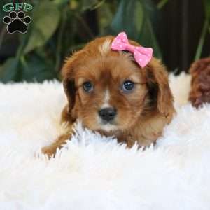 Callie, Cavalier King Charles Spaniel Puppy