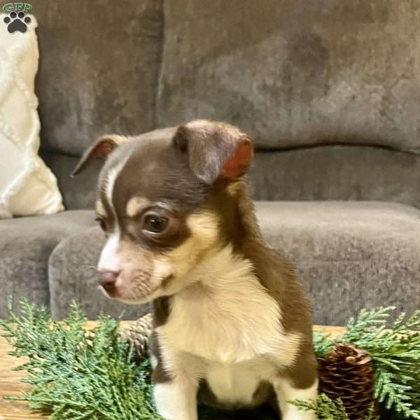 Tianna, Rat Terrier Puppy