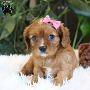 Callie, Cavalier King Charles Spaniel Puppy