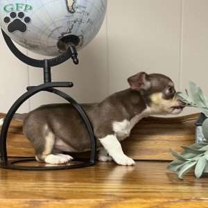 Tianna, Rat Terrier Puppy