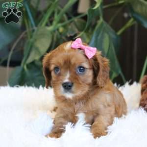 Callie, Cavalier King Charles Spaniel Puppy