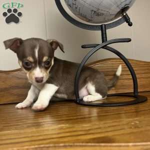 Tianna, Rat Terrier Puppy