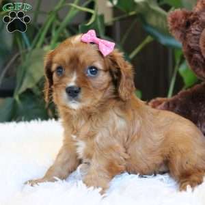 Callie, Cavalier King Charles Spaniel Puppy