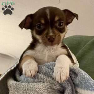 Toffee, Rat Terrier Puppy