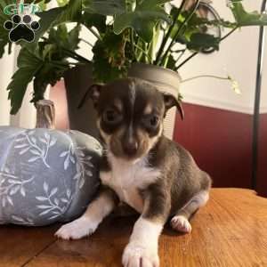 Toffee, Rat Terrier Puppy