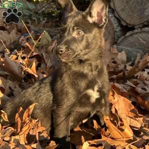 Athena, Belgian Malinois Puppy