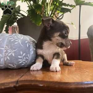 Toffee, Rat Terrier Puppy