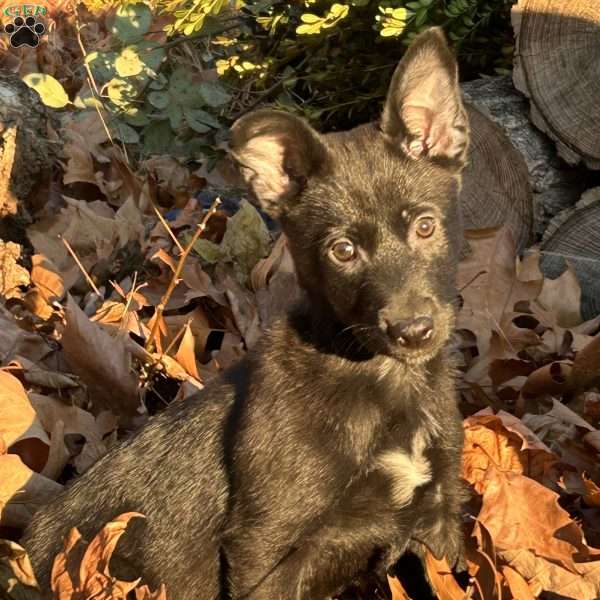 Athena, Belgian Malinois Puppy