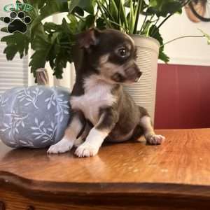 Toffee, Rat Terrier Puppy