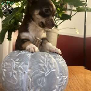 Toffee, Rat Terrier Puppy