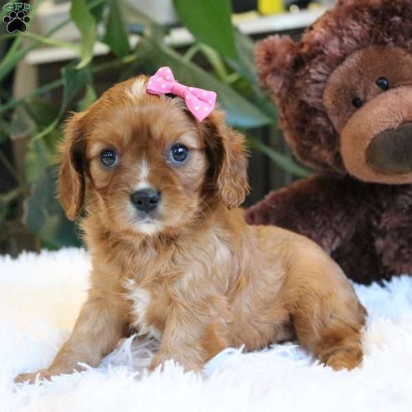 Callie, Cavalier King Charles Spaniel Puppy