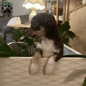 Toffee, Rat Terrier Puppy