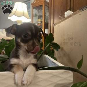 Toffee, Rat Terrier Puppy