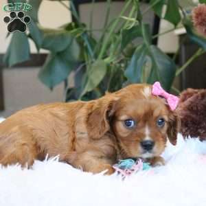 Callie, Cavalier King Charles Spaniel Puppy