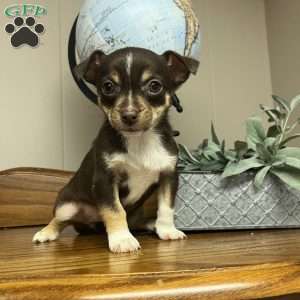 Toffee, Rat Terrier Puppy