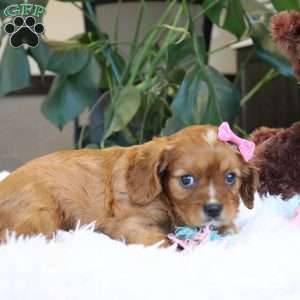 Callie, Cavalier King Charles Spaniel Puppy
