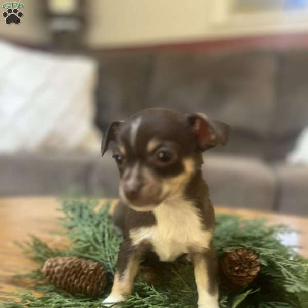 Toffee, Rat Terrier Puppy