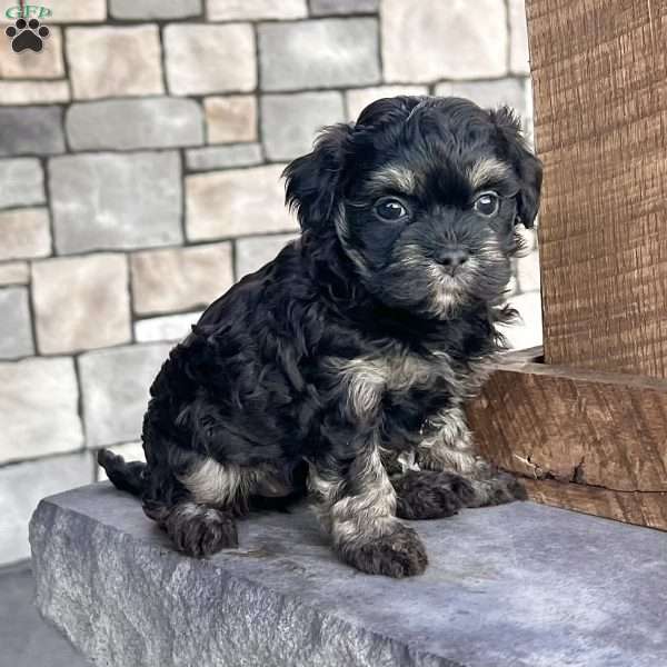 Cookie, Havanese Puppy
