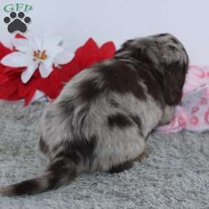 Haley, Dachshund Puppy