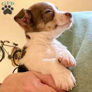 Tibby, Rat Terrier Puppy