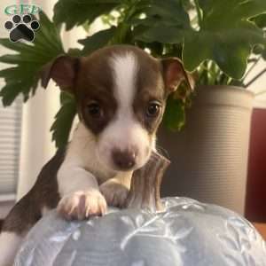 Tibby, Rat Terrier Puppy