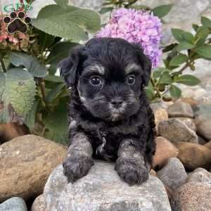 Cookie, Havanese Puppy