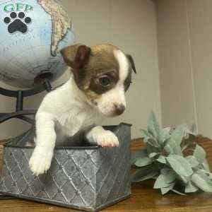Tibby, Rat Terrier Puppy