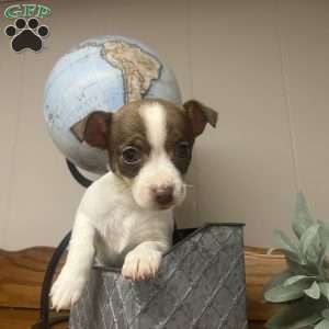 Tibby, Rat Terrier Puppy