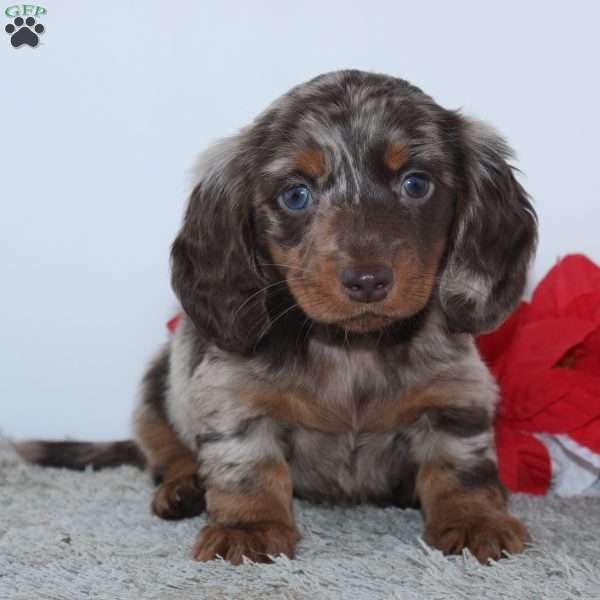 Haley, Dachshund Puppy